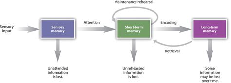 Stages Of Memory Sensory Short Term And Long Term Memory Open