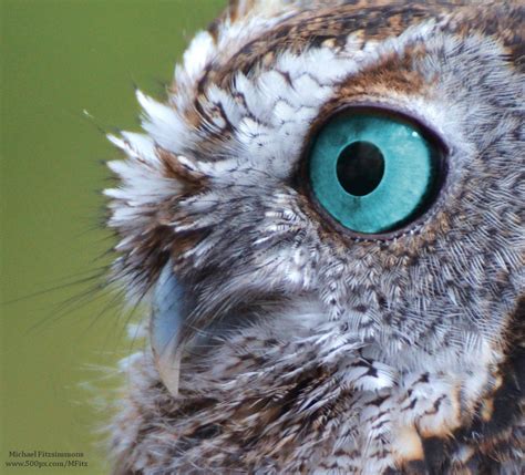 20 Animals With Sapphire Blue Eyes These Beauties Put Elvis To Shame