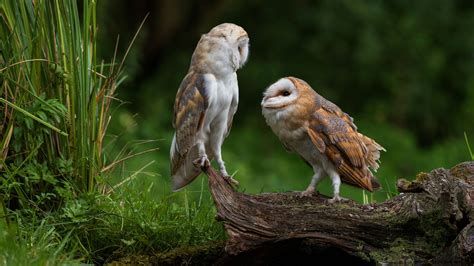 Two Owls Wallpapers Wallpaper Cave