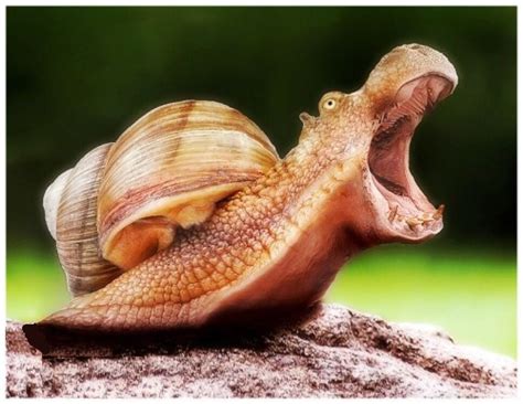 Hippo Snail Animal Mashups Bizarre Animals Weird Animals
