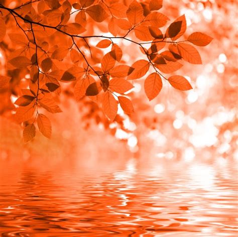 Red Autumn Leaves Reflecting In The Water Stock Photo By ©silverjohn