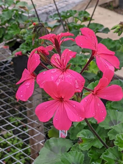 Ivy Geranium Pelargonium Peltatum Precision Dark Salmon In The