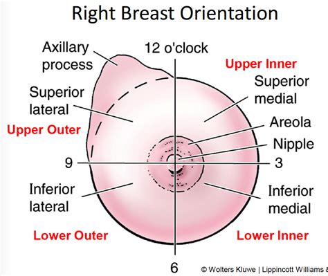 Anatomical terms allow health care professionals to accurately communicate to others which part of the body may be quadrants divide our bodies into regions for diagnostic and descriptive purposes. Anatomy, Development, & Physiology of the Breast 4/25 ...