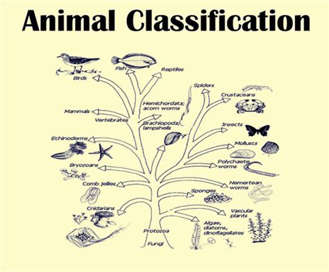Worms, sponges, reptiles, birds, mammals. Animal Kingdom - Biology & Classification | Species | Byju's