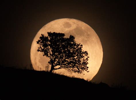 Full Moon And Tree Silhouette Astronomy Magazine Interactive Star