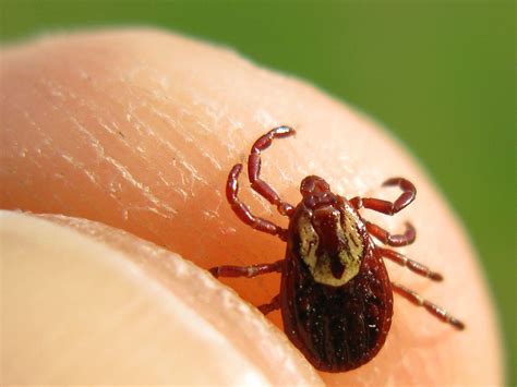 Symptoms Of Lyme Disease Even After Treatment