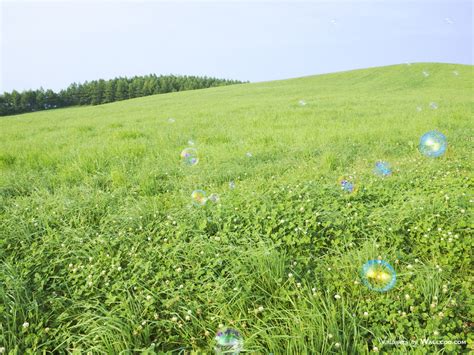 Lush Grassland Scenery Green Field Wallpapers 1600x1200 No11