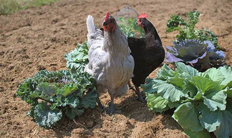 How To Entertain Your Chickens