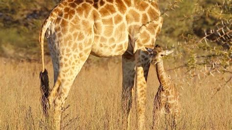 Baby Giraffe Walks For The First Time First Steps Video Youtube