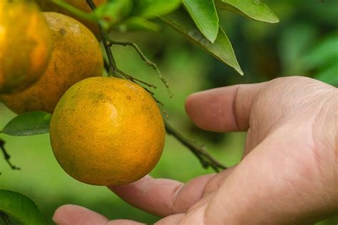9 Best Orange Groves In Florida 2024