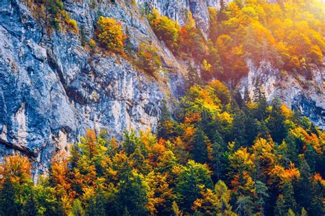 Mountain Autumn Landscape With Colorful Forest Colorful Forest On
