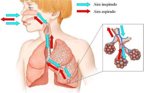 La respiración pulmonar Steemit