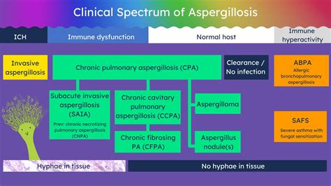 Clinical Spectrum Of Aspergillosis By Dr Sara Dong Grepmed