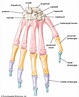 Hand | Definition, Anatomy, Bones, Diagram, & Facts | Britannica