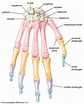Human skeleton - Hands, Feet, Joints | Britannica