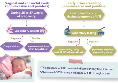 Diagright Group B Streptococcus Early Screening For Pregnant Womenigb