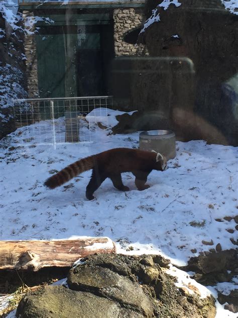 Scout A Red Panda Who Lives At The Buffalo Zoo Buffalo