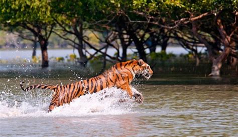 Sundarban Weekend Tour Short Trip To Sunderbans National Park