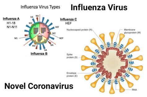 There are different types of influenza viruses that belong to the family orthomyxoviridae. Medical Professionals Should Refrain From Making ...