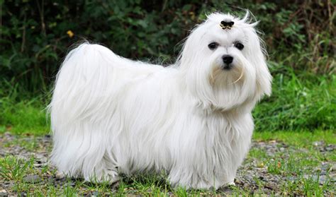 10 Breeds Of Dogs You Would Love To Pet Bugg Times