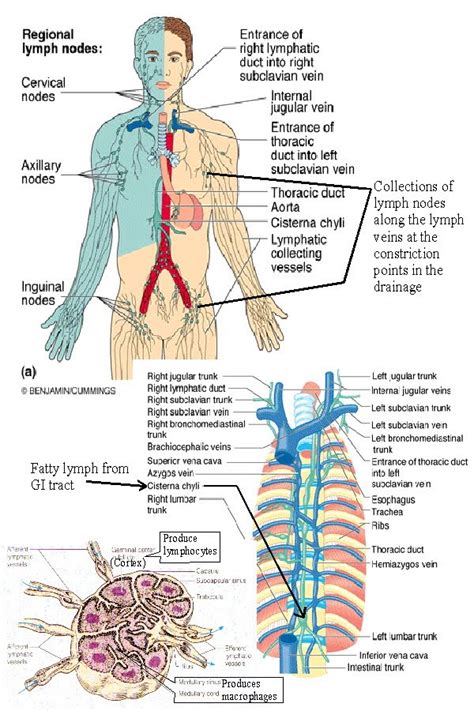 Circulation Of Lymph Flow Chart