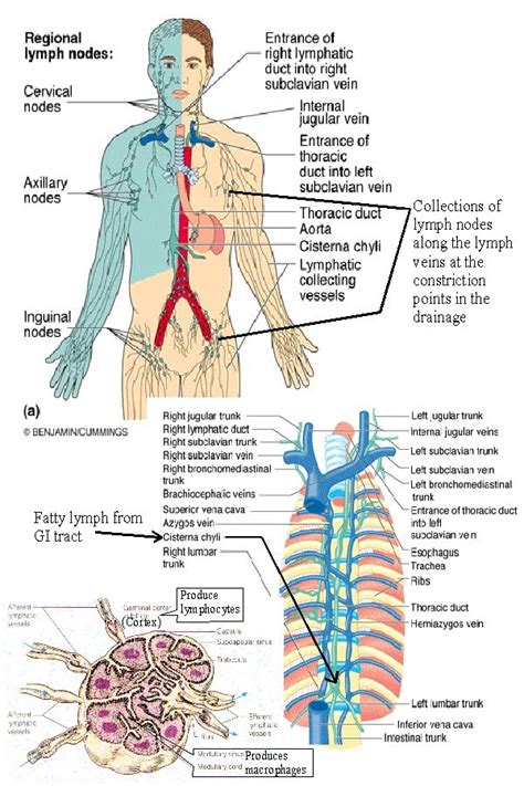 My Point Of View Lymphatic System