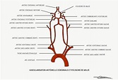 artères - UE5 - Anatomie - Tutorat Associatif Toulousain