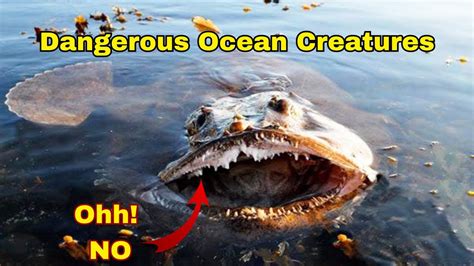 Top 10 Dangerous Sea Creatures In The World Thefancymango Youtube