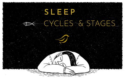 different stages of sleep cycle