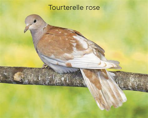 Tourterelle La Ferme De Beaumont Les Pigeons