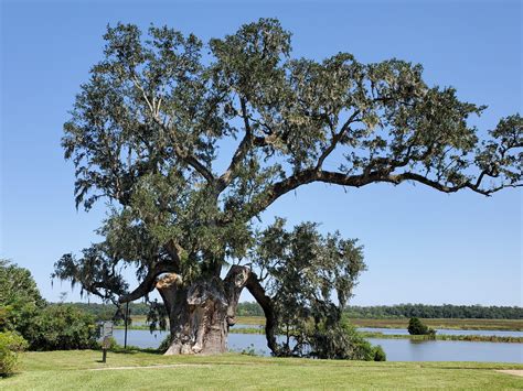 this 1000 year old live oak at middleton place near charleston the area is chock full of these