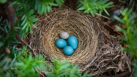 Robins Nest With A Brown Headed Cowbird Egg Bing Gallery