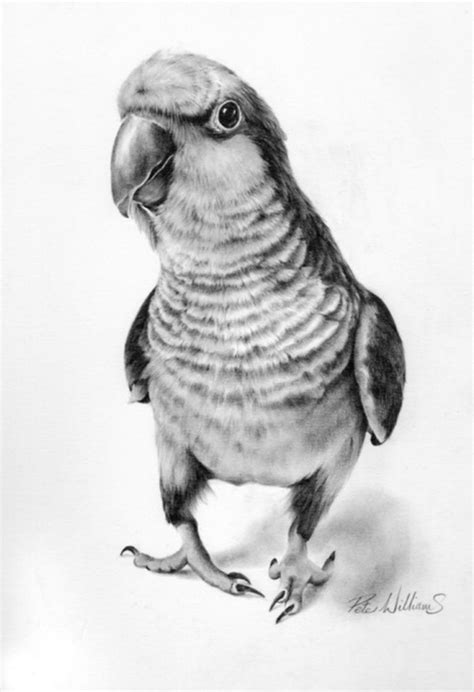 85 Simple And Easy Pencil Drawings Of Animals For Every Beginner Buzz