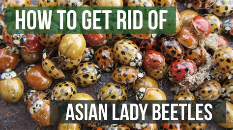 how to get rid of asian lady beetles harlequin ladybugs youtube