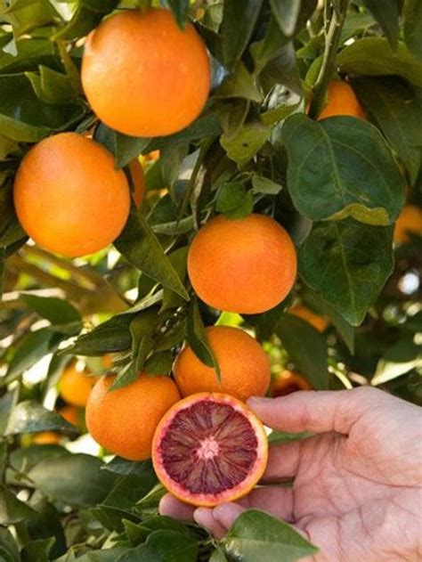 Blood Orange Tree Grafted 3 Feet Tall Free Shipping Etsy