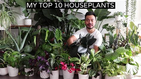 My Top 10 Favorite Houseplants Fall 2018 Youtube
