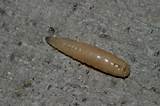 Images of Maggots Vs Termite Larvae