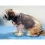 Canine Atopic Dermatitis Treatment  Definition Diagnosis Treatments