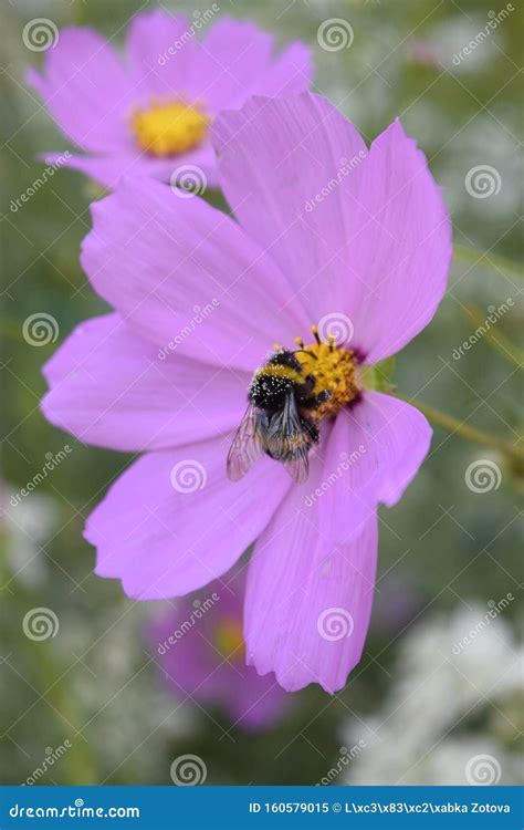 Summer Spring Pink Flower Sunny Butterfly Cosmos Flowers Stock Image