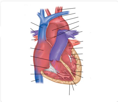 Heart Diagram Diagram Quizlet