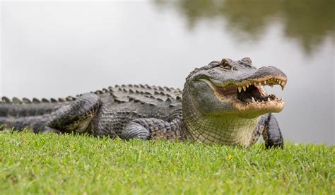 Enormous 700lb Alligator In The Us Is So Large Everyone Thought It