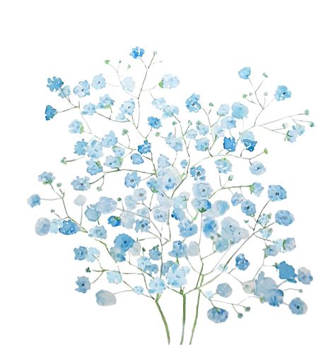 Light Blue Baby Breath Bouquet Gypsophila Watercolor Painting Painting