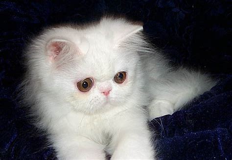 White Persian Biological Science Picture Directory