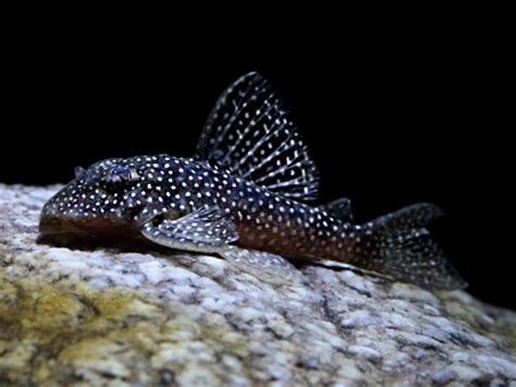 L136 Gold Spotted Pleco Planted Aquaria Bring Nature Home