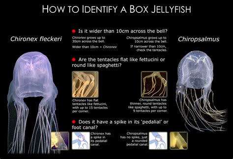How To Identify A Box Jellyfish