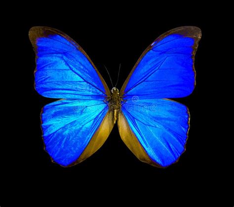 motyl niebieski wyizolowany na czarnym tle zdjęcie stock obraz złożonej z jaskrawy światło