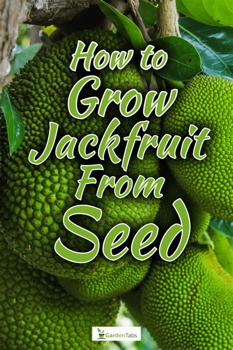 How To Grow Jackfruit From Seed