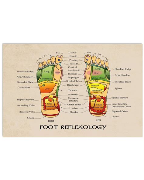 Massage Therapist Foot Reflexology Poster 17x24inches Etsy