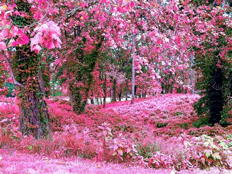 Spring Flower Gardens Wallpaper Wallpapersafari