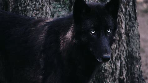 Black Wolf Wallpapers Wallpaper Cave